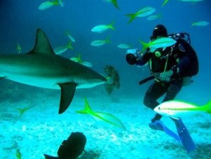 shark dive at Maui Ocean Center